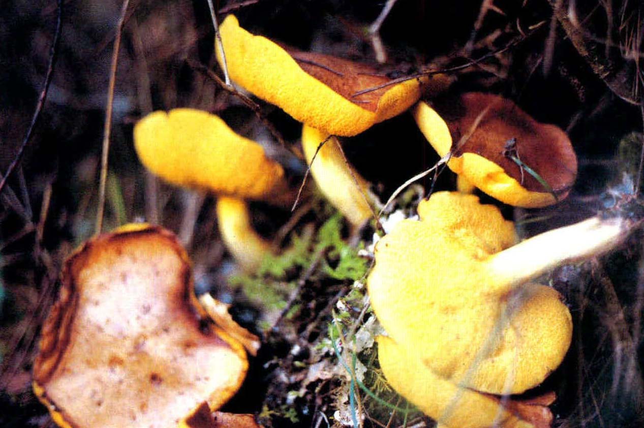 Suillus placidus (Bonorden)Singer